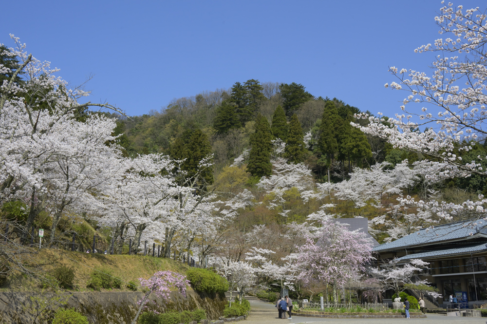 花筐公園、桜 、４月の春の花、福井県越前市の観光・撮影スポット